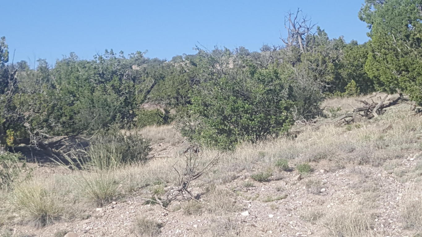 Lot 122 Abbe Springs, Magdalena, NM 87825