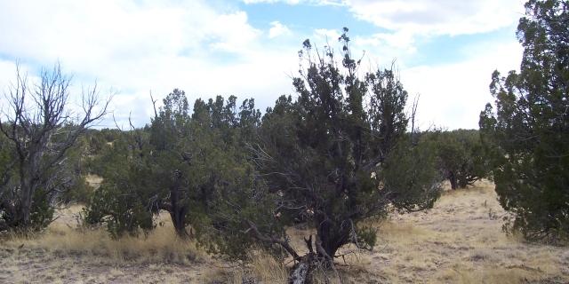 0 Abbe Springs Ranch, Magdalena, NM 87825