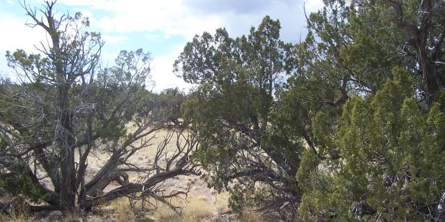 0 Abbe Springs Ranch, Magdalena, NM 87825