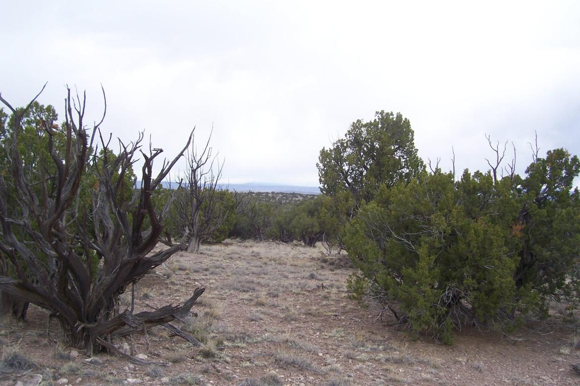 47 Abbe Springs Ranch, Magdalena, NM 87825