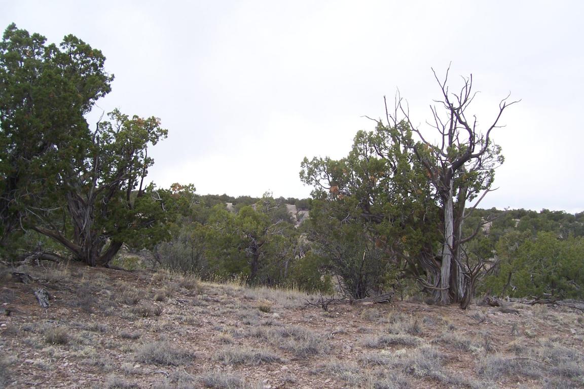 47 Abbe Springs Ranch, Magdalena, NM 87825