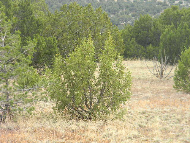 Galilee Subdivision, Magdalena, NM 87825