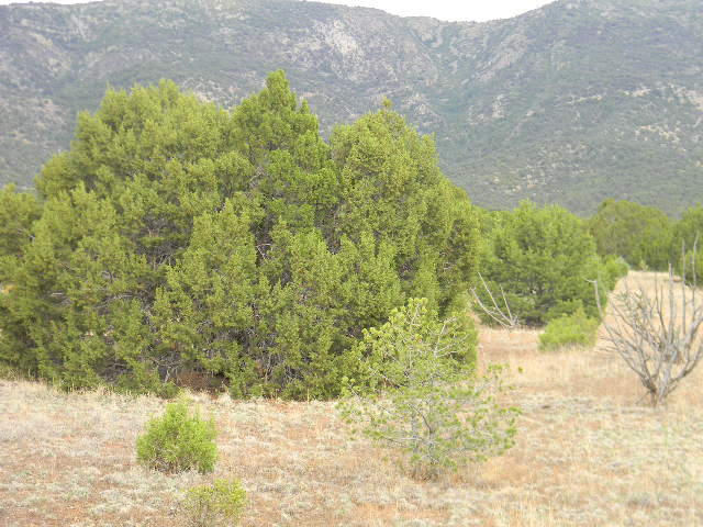 Galilee Subdivision, Magdalena, NM 87825