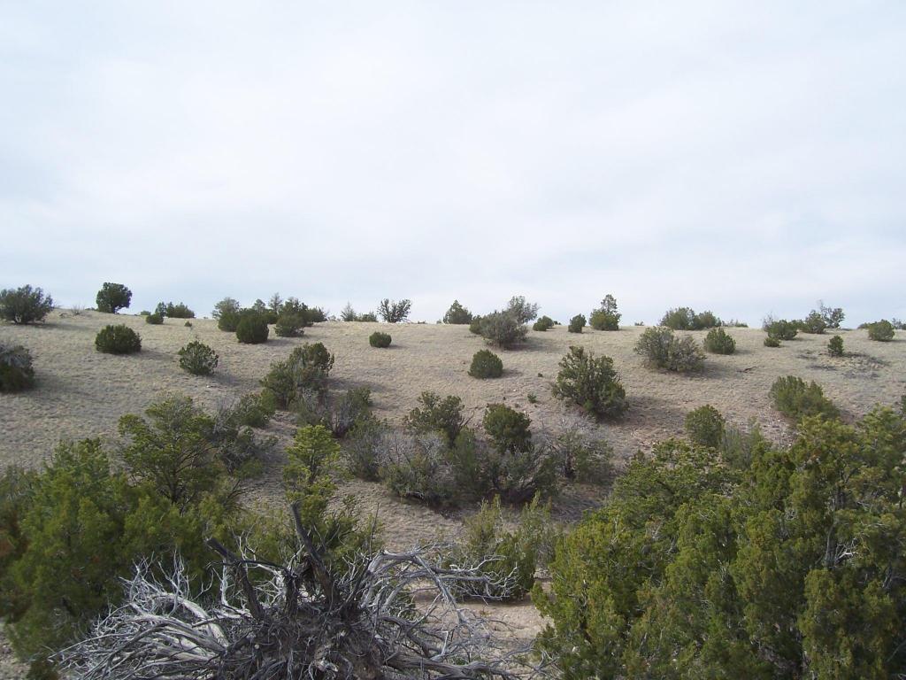 81 Pinon Springs Ranch, Magdalena, NM 87825