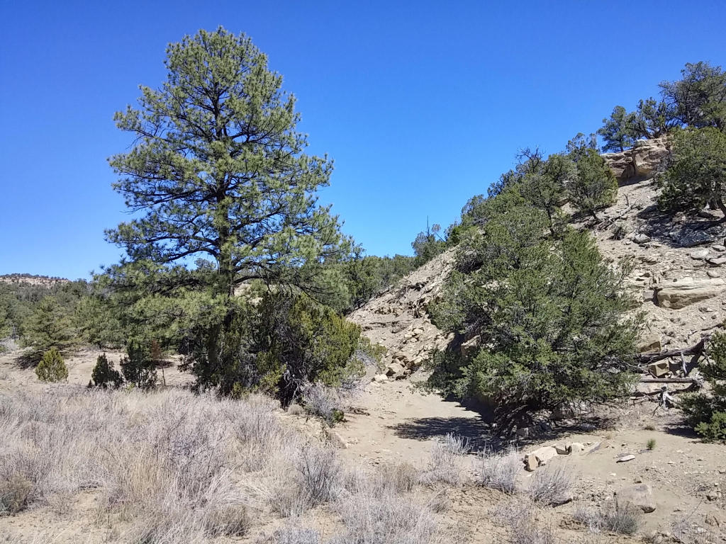 Wild Horse Ranch Unit 1 Lot 50, Pie Town, NM 87827