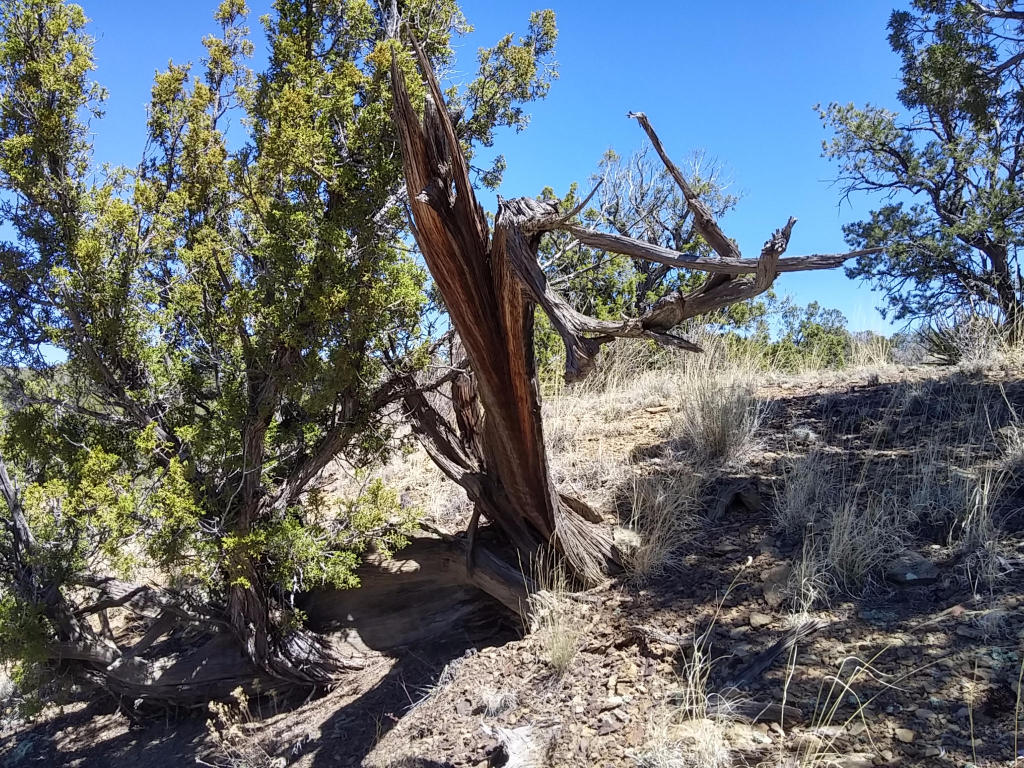 Wild Horse Ranch Unit 1 Lot 50, Pie Town, NM 87827