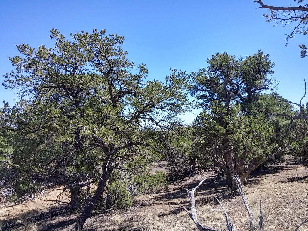 Wild Horse Ranch Unit 1 Lot 50, Pie Town, NM 87827