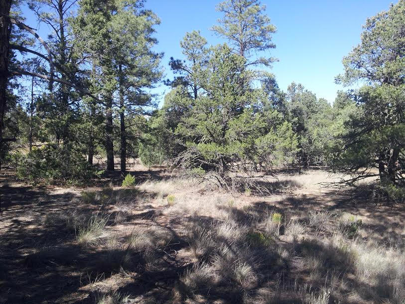 Wild Horse Ranch, Pie Town, NM 87827