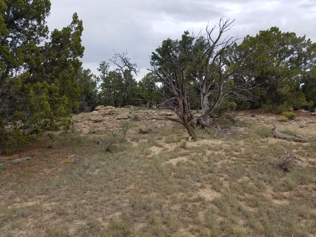 Lot 106 Blue Hills Ranch, Pie Town, NM 87827
