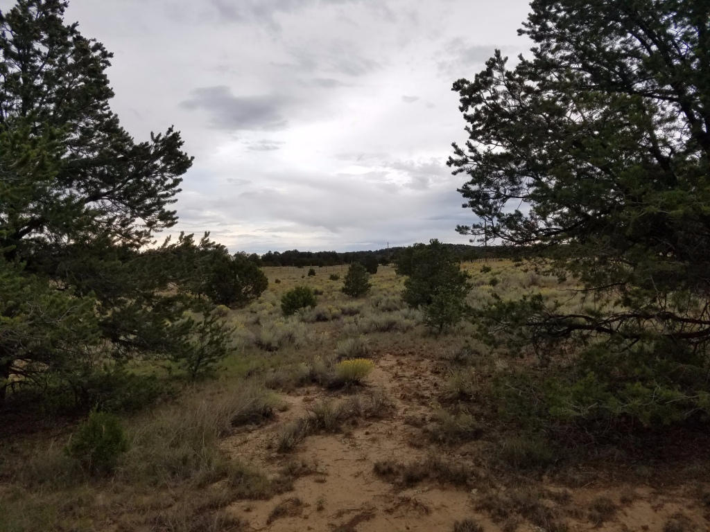 Lot 106 Blue Hills Ranch, Pie Town, NM 87827