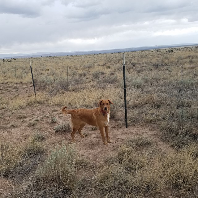 Lot 275 Gopher Gulch Loop, Carrizozo, NM 88301