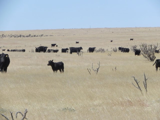 00 COUNTY RD B007 , Capitan, NM 88314