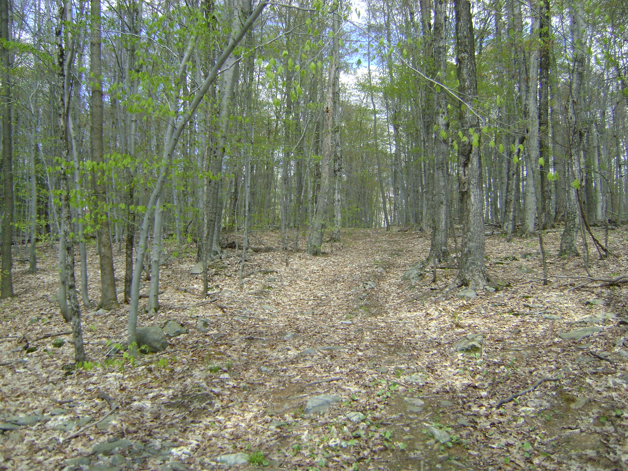 145 Woodland Drive, Jefferson, NY 12093