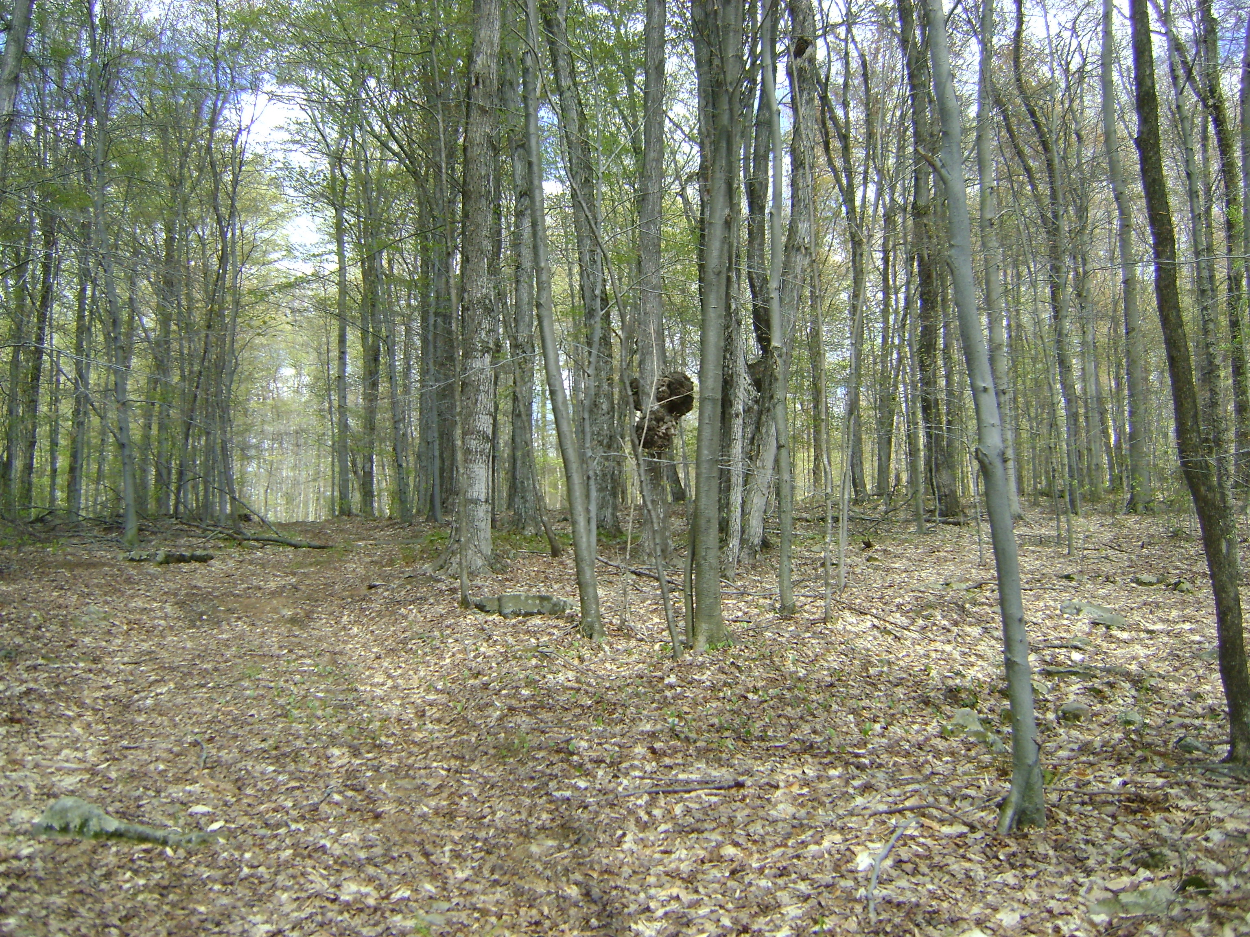 145 Woodland Drive, Jefferson, NY 12093