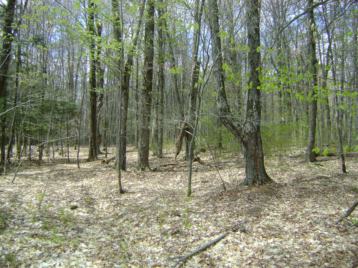 145 Woodland Drive, Jefferson, NY 12093