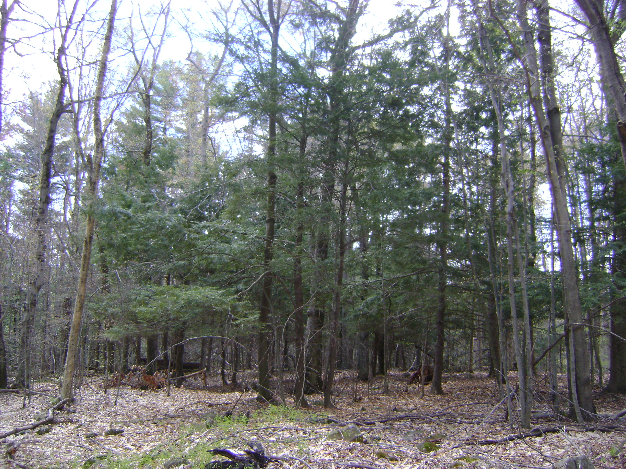 145 Woodland Drive, Jefferson, NY 12093