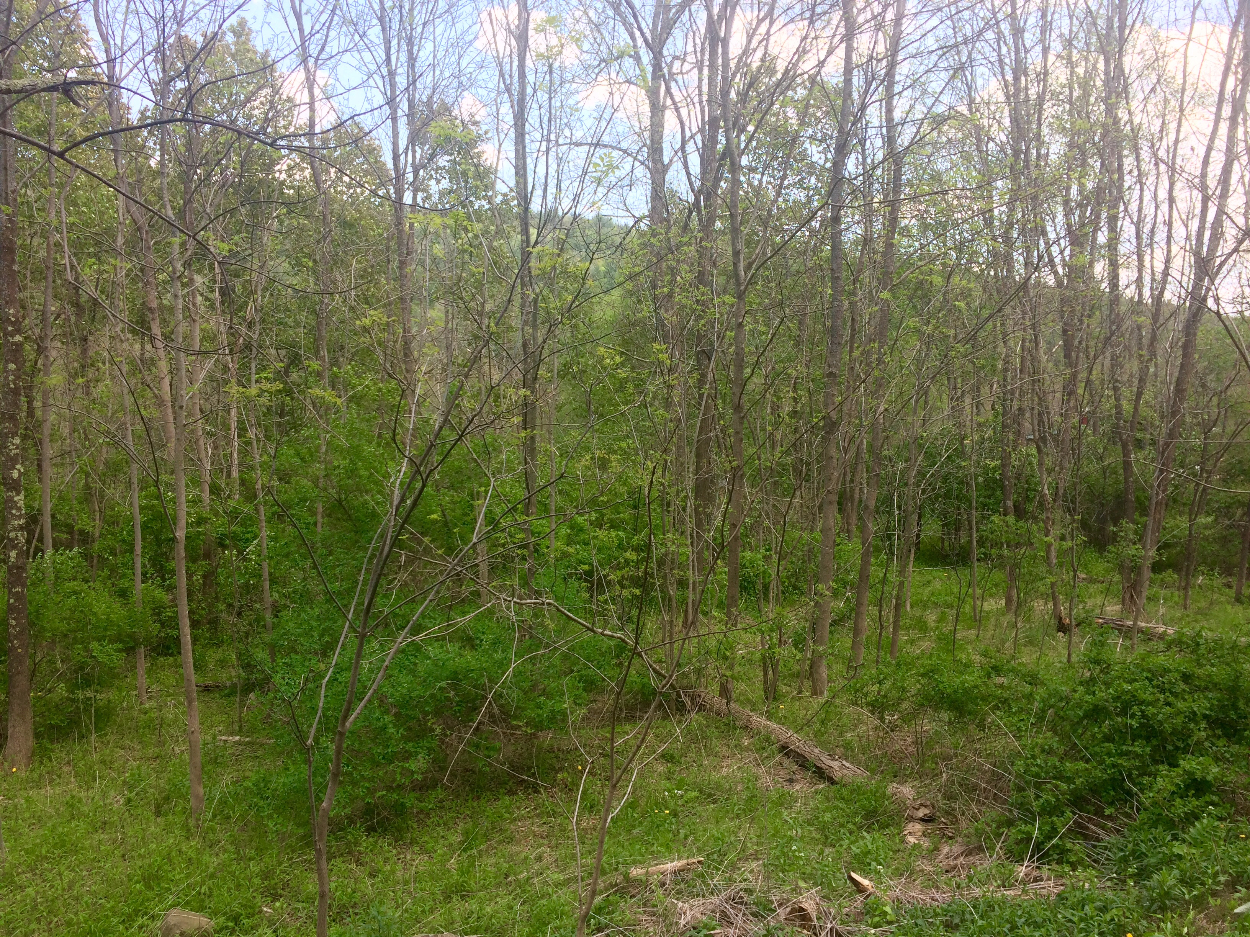 State Highway 23, Roxbury, NY 12474