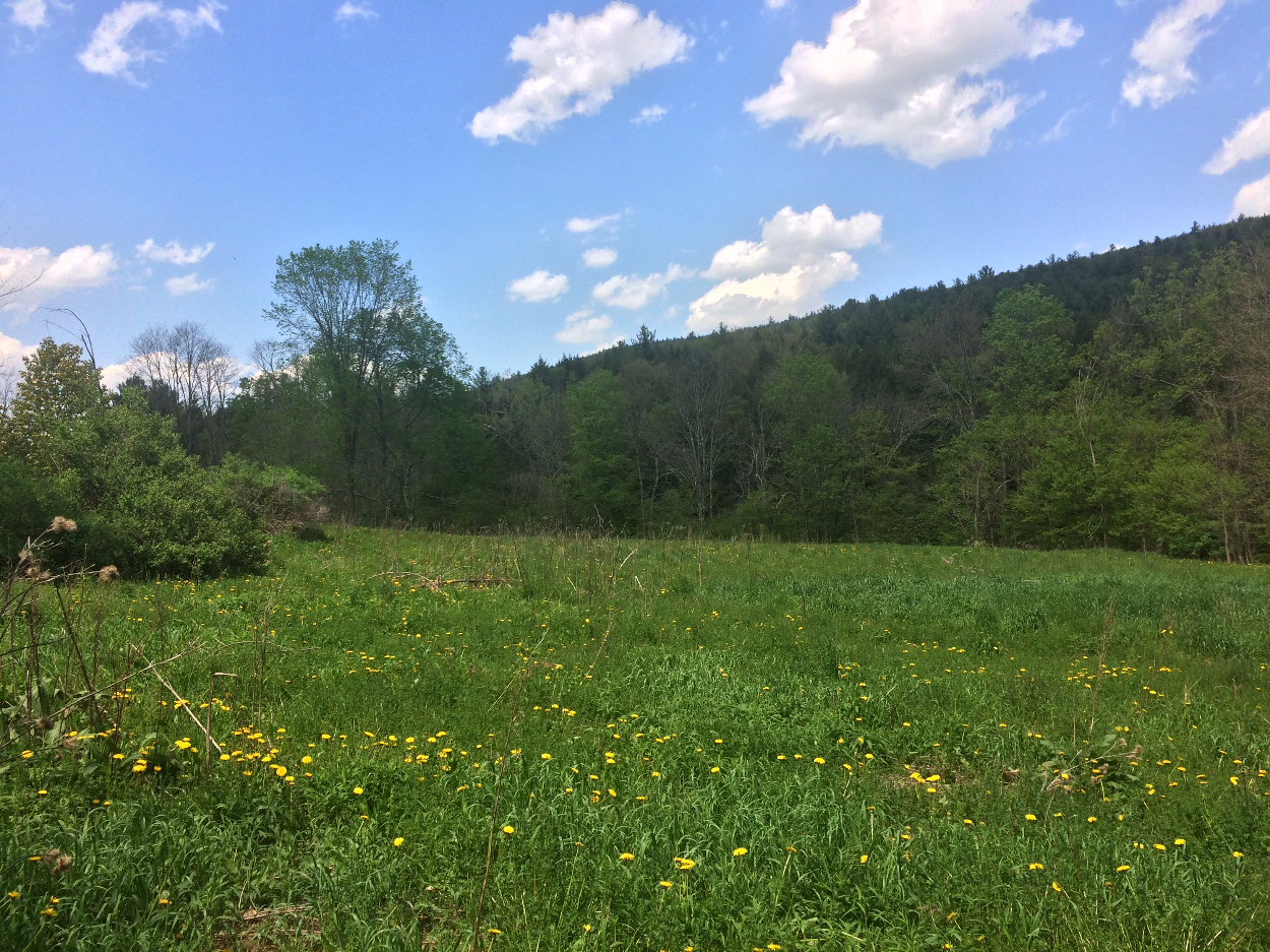 State Highway 23, Roxbury, NY 12474