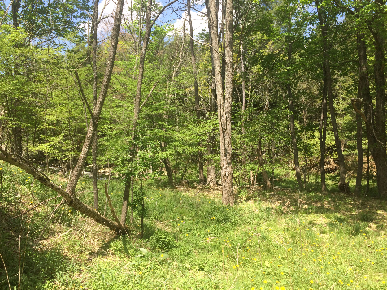 State Highway 23, Roxbury, NY 12474