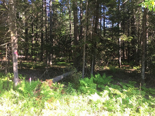 Lot #2 Bellingertown Rd, Forestport, NY 13338