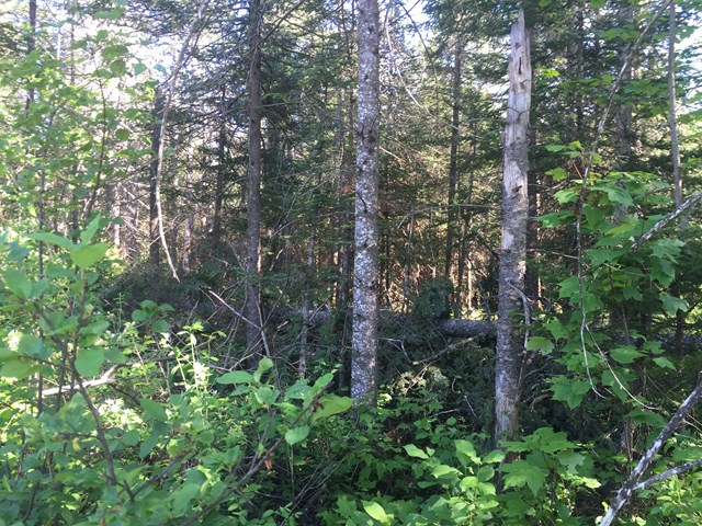 Lot #2 Bellingertown Rd, Forestport, NY 13338