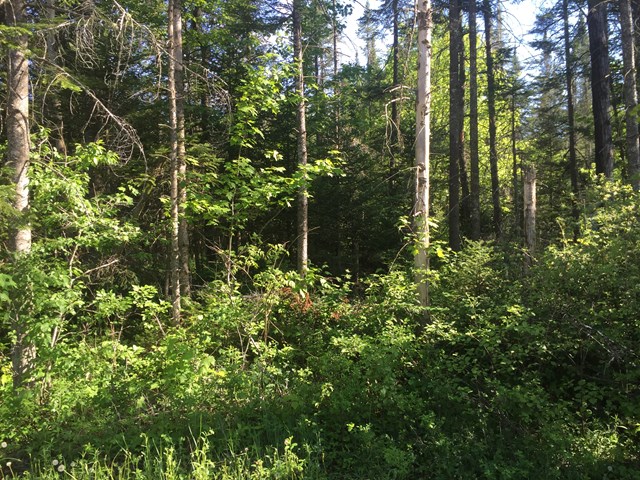 Lot #3 Bellingertown Rd, Forestport, NY 13338