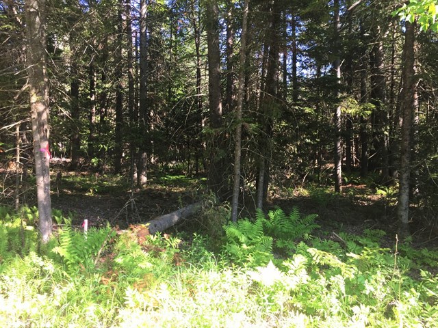 Lot #3 Bellingertown Rd, Forestport, NY 13338