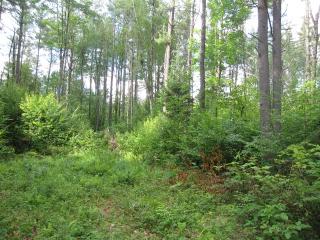 2 Ac County Highway 119,, Stratford, NY 13470
