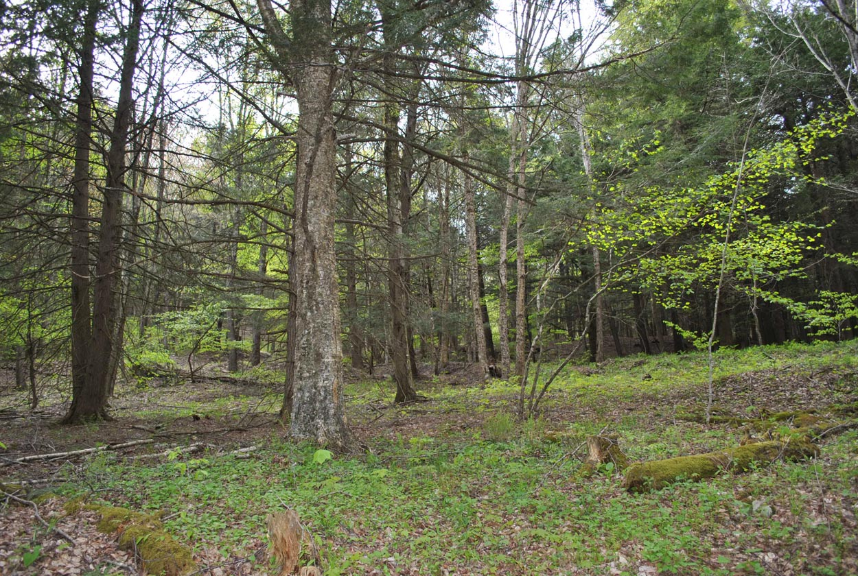 Boulder Mountain Rd, Andes, NY 13731