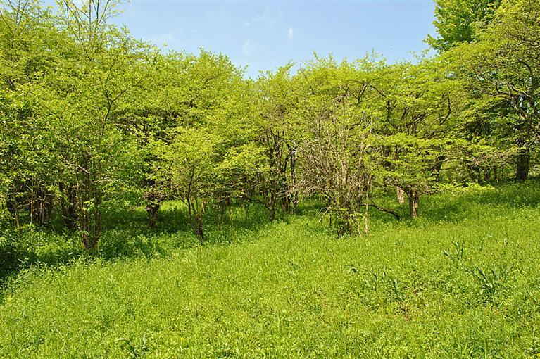 Irish Hill Road, Meredith, NY 13753