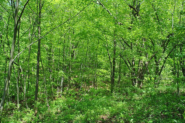 Irish Hill Road, Meredith, NY 13753