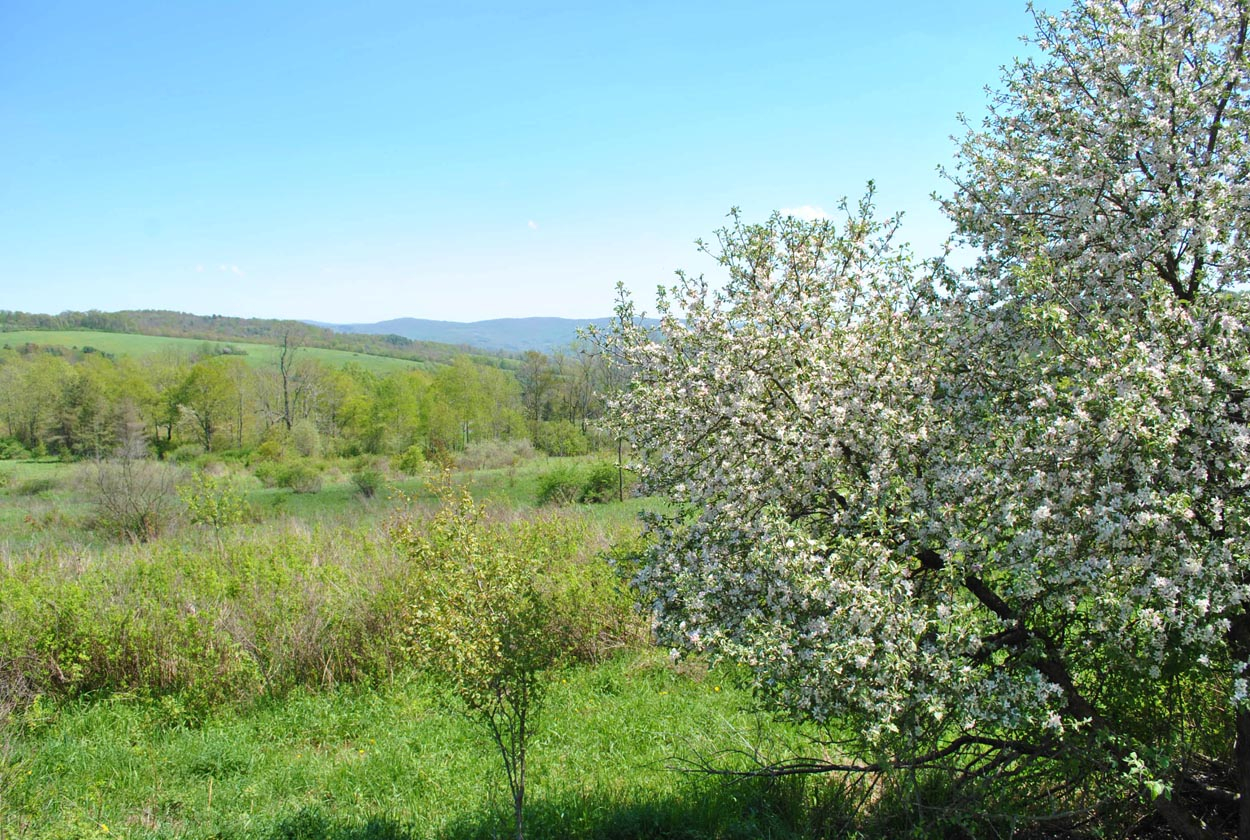 Hamden Hill Road, Hamden, NY 13782