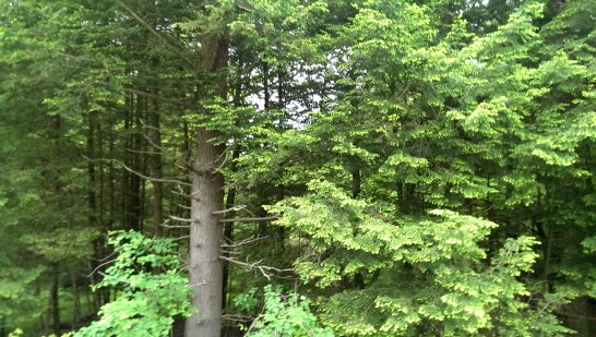 Austin Road, Harpersfield, NY 13786