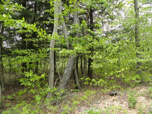 0 South Pucker Street, German, NY 13801