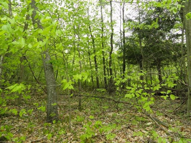 0 South Pucker Street, German, NY 13801