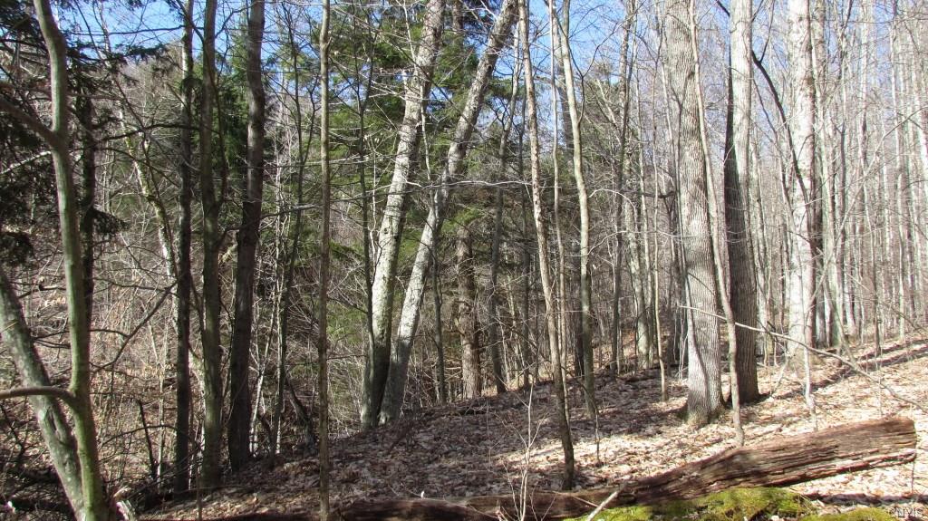 0 Route 221, Willet, NY 13863