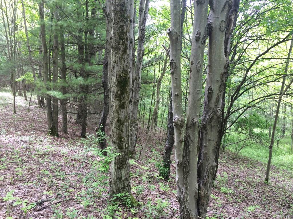 00 Spring Hill Road, Cuba, NY 14727