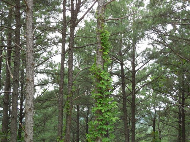 0000 Sec.13-T5S-R24E, Broken Bow, OK 74728