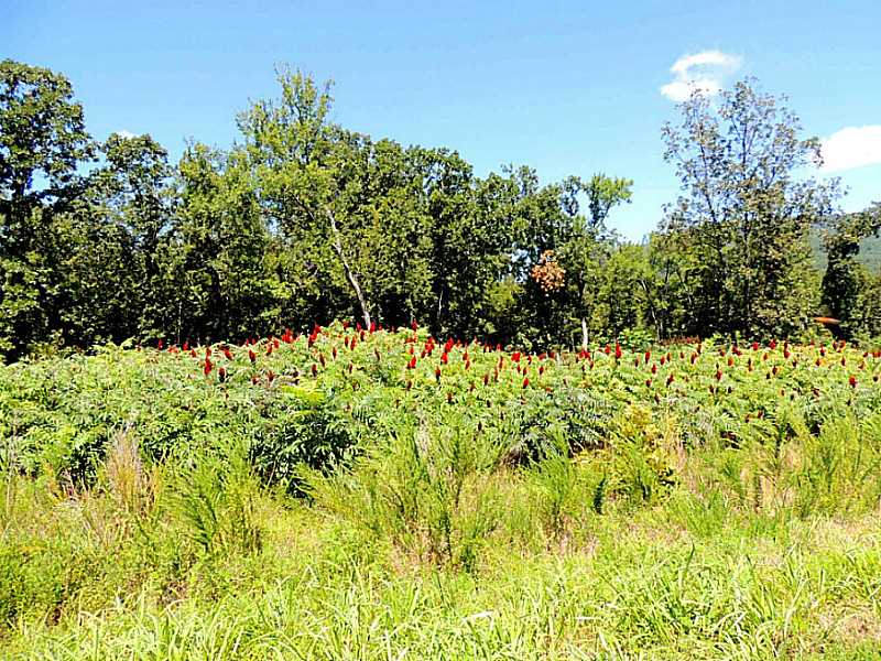 Wolf Mountain Dr, Wister, OK 74966