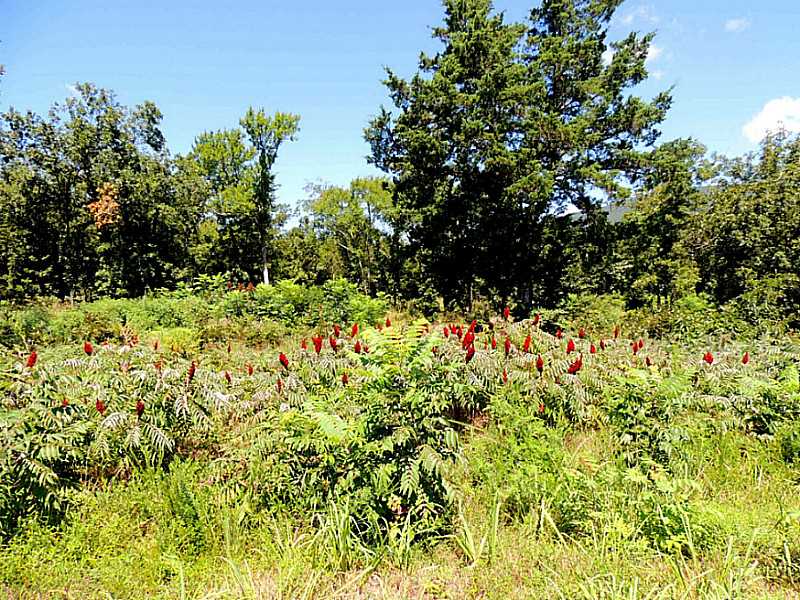 Wolf Mountain Dr, Wister, OK 74966