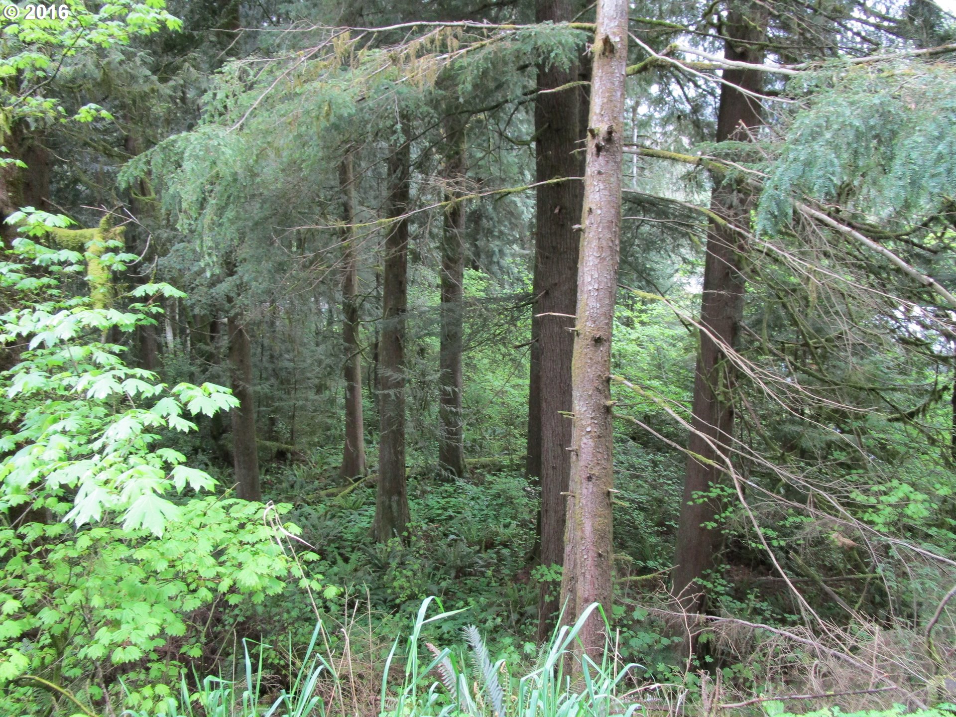 0 E Brightwood LOOP, Brightwood, OR 97011