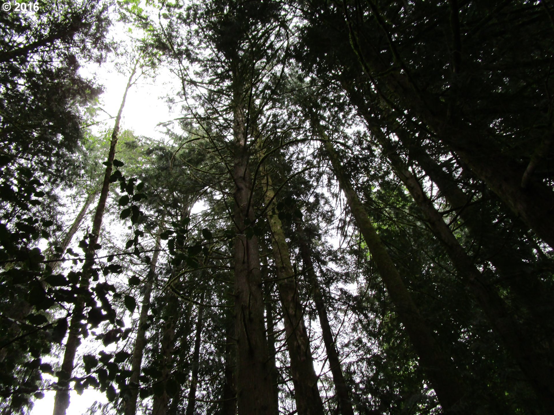 0 E Brightwood LOOP, Brightwood, OR 97011