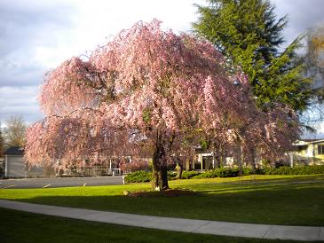 Quail Hollow21100 N E Sandy Blvd #107Fairview, OR 97024