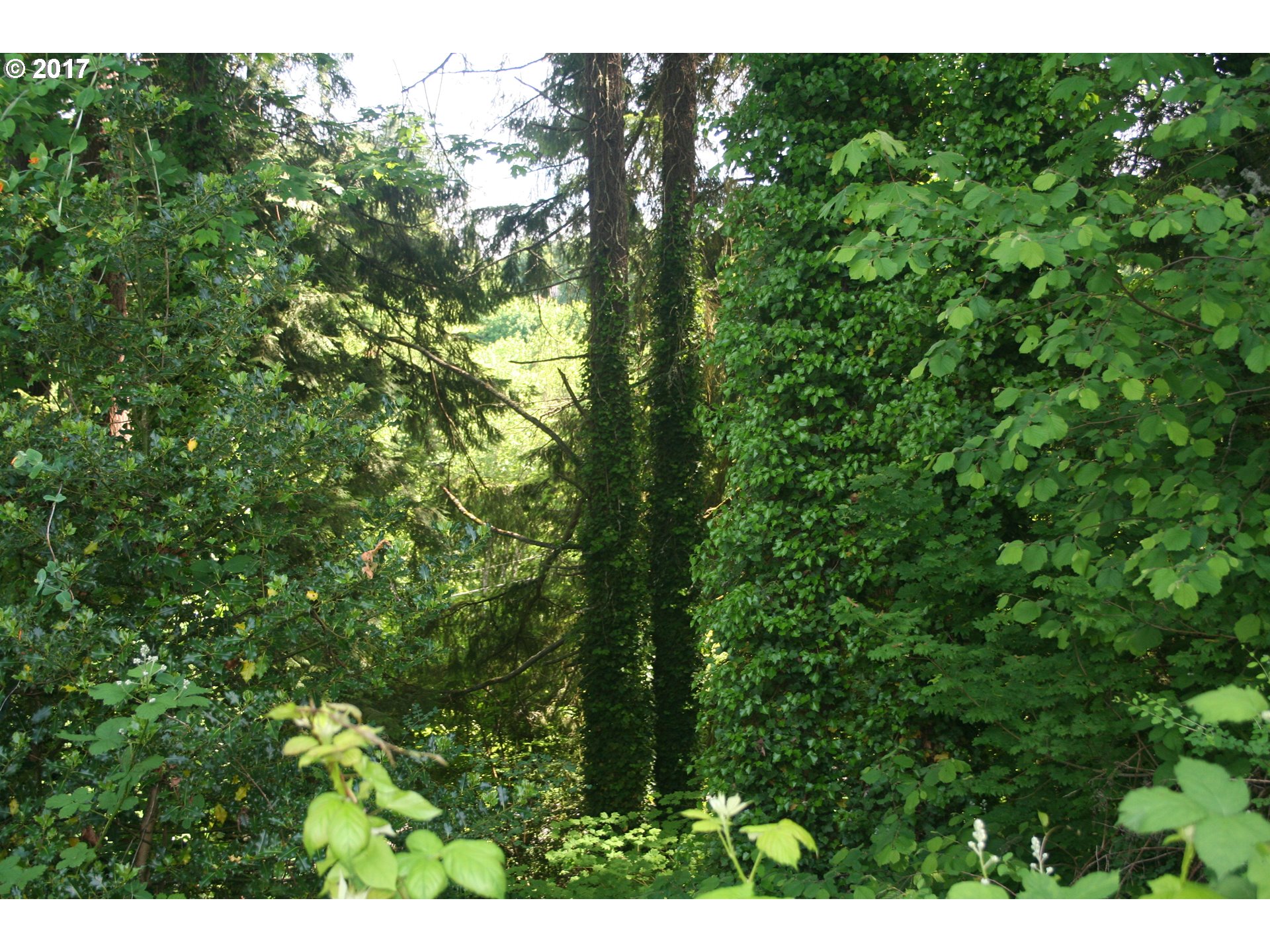 Maple DR, Rainier, OR 97048