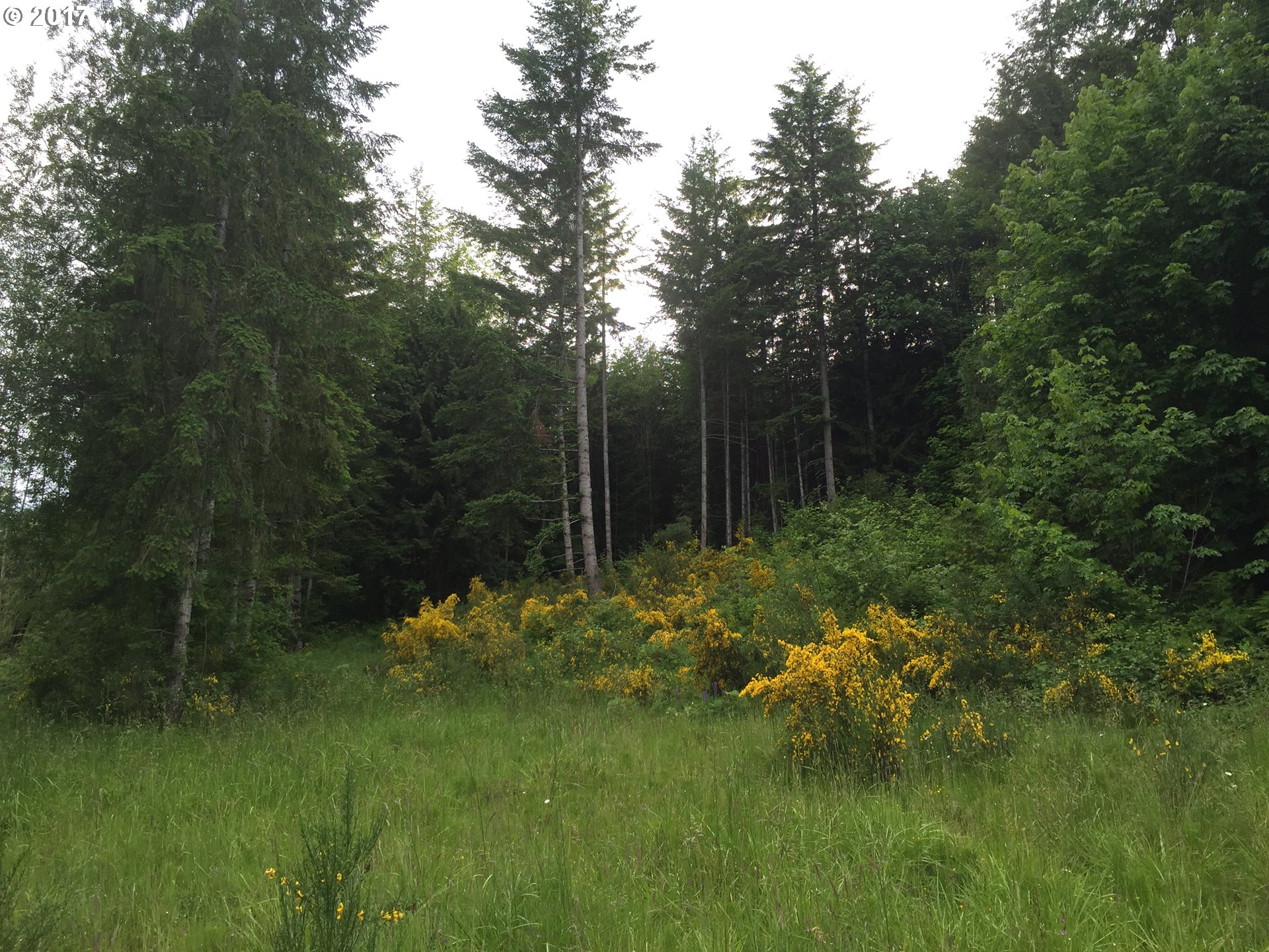 Second, Parcel 2 AVE, Vernonia, OR 97064