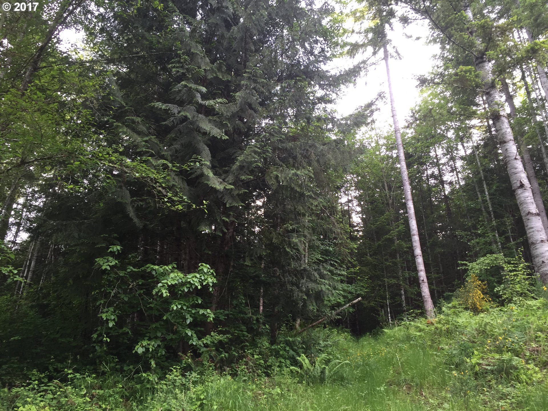 Second, Parcel 3 AVE, Vernonia, OR 97064