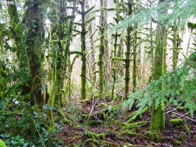 FARMER CREEK RD, Beaver, OR 97108