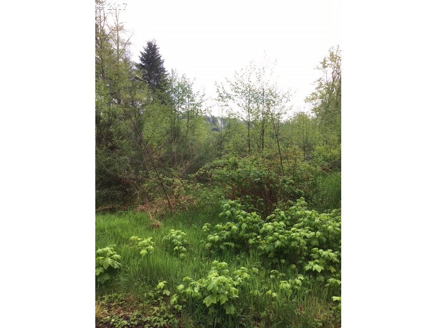 Red Bluff RD, Elsie, OR 97138