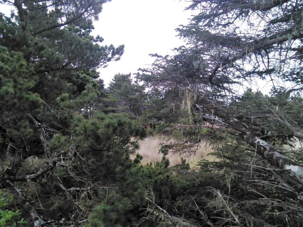 1705 NW Marlin, Waldport, OR 97394