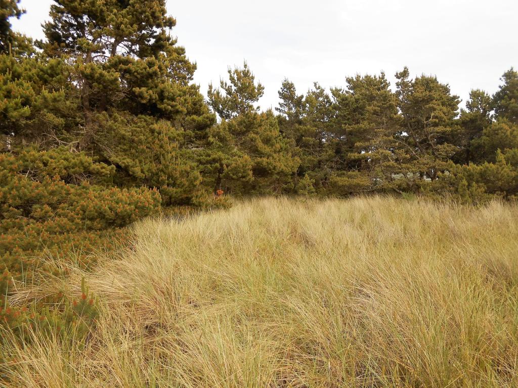 1705 NW Marlin, Waldport, OR 97394